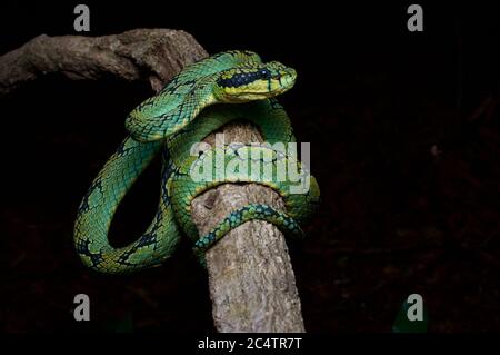 Eine Sri Lanka Green Pit Viper (Trimeresurus trigonocephalus) in der Nacht in den bewaldeten Ausläufern der Knuckles Mountain Range, Sri Lanka Stockfoto