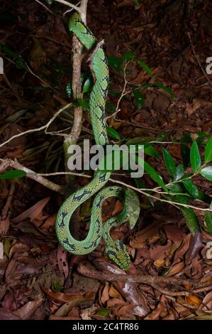 Eine Sri Lanka Green Pit Viper (Trimeresurus trigonocephalus) in der Nacht in den bewaldeten Ausläufern der Knuckles Mountain Range, Sri Lanka Stockfoto