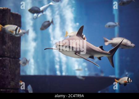 Der Hai schwimmend im großen Aquarium Stockfoto