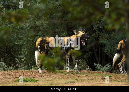 Afrikanische Wildhunde im Zoo von Chester. In freier Wildbahn jagt diese bedrohte Art Antilopen und andere Beute in den Subsahara-Regionen Afrikas. Stockfoto