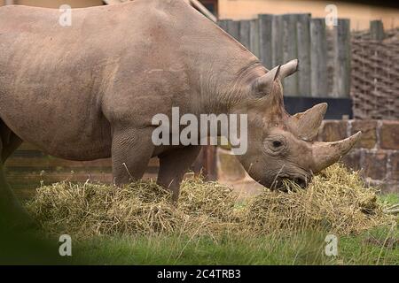 Ein großer, weiblicher Schwarzer Nashorn im Chester Zoo im Nordwesten Englands. Als Art stark gefährdet, hauptsächlich durch Raubtiere und Wilderer. Stockfoto