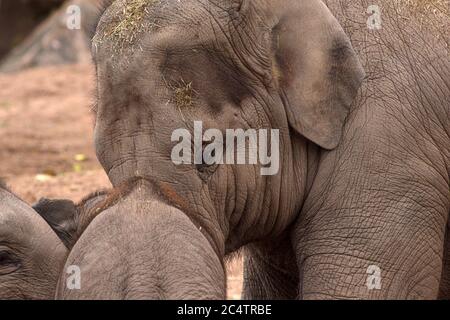 Jüngere und ältere weibliche (Kuh) Asiatische Elefanten im Chester Zoo (im Nordwesten Englands) interagieren spielerisch. Das Stroh führt Rückstände zu. Stockfoto