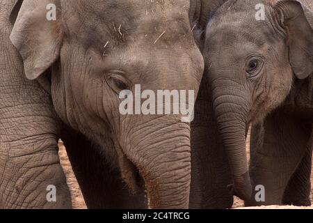 Zwei liebenswerte asiatische Elefanten: Eine bezaubernde Interaktion zwischen den Familienmitgliedern dieser wunderschönen, intelligenten Kreaturen im Chester Zoo in Großbritannien Stockfoto