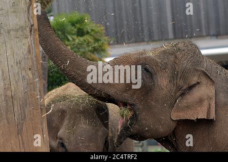 Ein großer weiblicher (zackloser) asiatischer Elefant benutzt seinen armähnlichen Rüssel, um in seinem Chester Zoo Gehege nach Stroh zu greifen, wo diese Tiere sehr beliebt sind. Stockfoto