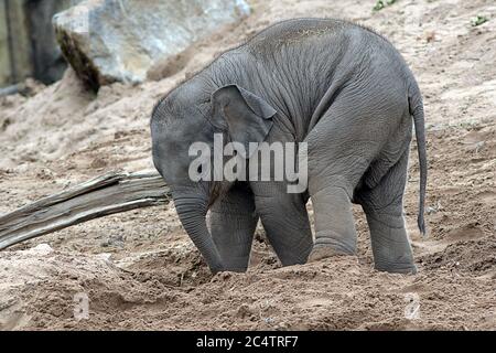 Süßer 15 Monate alter asiatischer Elefant namens Anjan, geboren im Mai 2017 im Chester Zoo, Cheshire, Großbritannien. Hier gesehen, einen unsicheren bergab Spaziergang durch Sand. Stockfoto