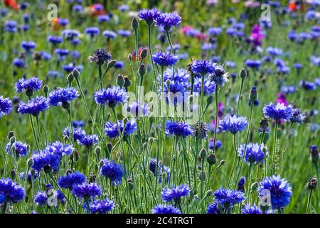 Blue Centaurea cyanus 'Blue Boy' Centaurea cyanus Gartenwiese Blumen volle Blüte Kornblumen Bachelors Buttons Blue Flowers June Meadow blüht Stockfoto