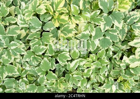 Ein Schuss von einem bunten Pflanzenboden Elder oder Goutweed mit attraktiven Creme und grünen Blättern Stockfoto