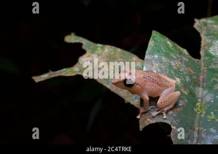 Ein endemischer Schneider's Strauch Frog (Pseudophilautus schneideri) auf einem Blatt in der Nacht in Kalutara, Sri Lanka Stockfoto