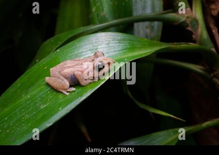 Ein endemischer Orangen-Canthal-Strauchfrosch (Pseudophilautus stictomerus) auf einem Blatt in der Nacht in Kalutara, Sri Lanka Stockfoto