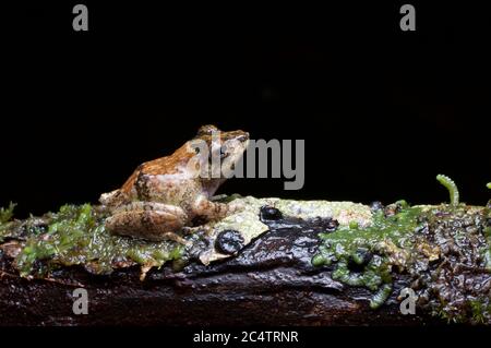 Ein eleganter Strauchfrosch (Pseudophilautus decoris) auf einem moosigen Zweig in der Nacht in Morningside Forest Reserve, Ratnapura District, Sri Lanka Stockfoto