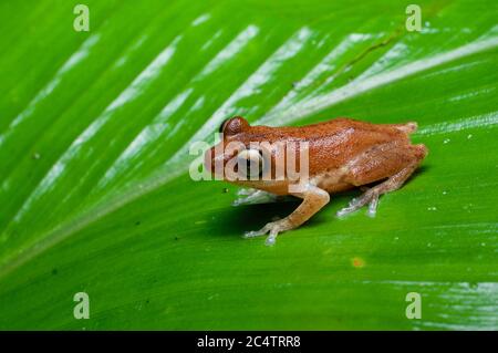 Ein goldener Strauchfrosch (Pseudophilautus auratus) auf einem nassen Blatt in der Nacht in Morningside Forest Reserve, Ratnapura District, Sri Lanka Stockfoto