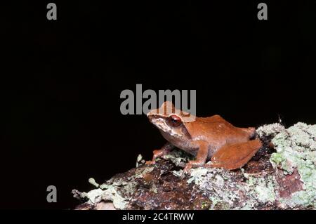 Ein Horton Plains Strauchfrosch (Pseudophilautus Alto) auf Flechten in der Central Highlands Stadt Nuwara Eliya, Sri Lanka thront Stockfoto