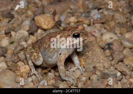 Eine Schwarzstachelkröte (Duttaphrynus melanostictus) auf Kies bei Nacht im Knuckles Forest Reserve, Sri Lanka Stockfoto