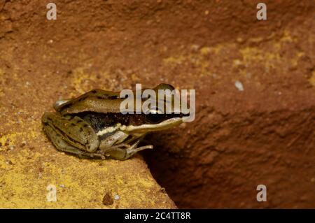 Ein Sri Lanka Holzfrosch (Hydrophylax gracilis) in nassem Sand in Pidurangala, Sri Lanka Stockfoto