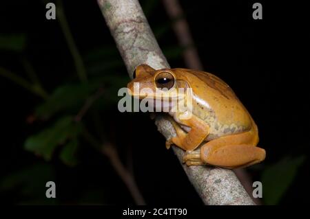 Ein Sandelholzbaumfrosch (Polypedates cruciger) auf einem Zweig im Wald bei Nacht in Pidurangala, Sri Lanka. Stockfoto