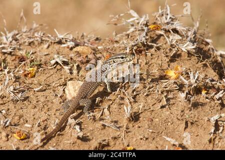 Ein erwachsener Bengalmonitor (Varanus bengalensis) im Sand in der Nähe des Yala National Park, Sri Lanka Stockfoto