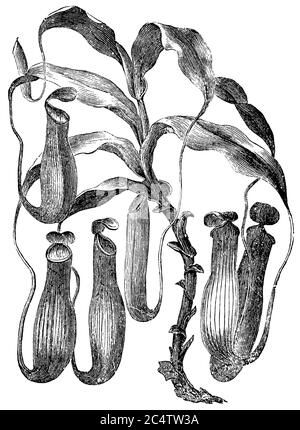 Nepenthes destilatoria / Nepenthes destilatoria / Kannenpflanze (Botanikbuch, ca. L 1900, S. Stockfoto