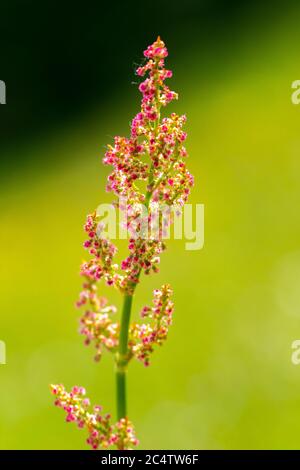 Bunte Blumen auf der grünen Ebene mit Gras und Vegetation an einem schönen Sommertag in unserem Urlaub Stockfoto
