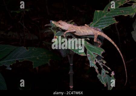 Eine Blattachse (Ceratophora tennentii) im Regenwald bei Nacht im Knuckles Forest Reserve, Sri Lanka. Stockfoto