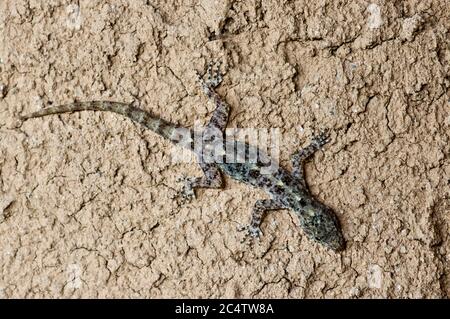 Ein Gecko mit Punktmuster (Cnemaspis punctata) auf einer Gipswand im Knuckles Forest Reserve, Sri Lanka Stockfoto