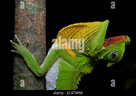 Eine Hummelnase-Echse (Lyriocephalus scutatus), die sich nachts in Sri Lanka an einem Ast festhält, mit offenem Mund und verlängertem Wamme. Stockfoto