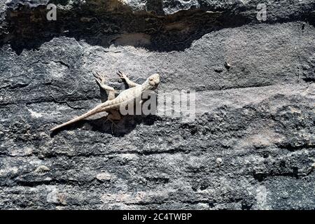 Eidechse auf Felsvorsprung 1390. Trockene, heiße Wüstenlandschaft. Getarnt gegen raue Outdoor-Bergfelsen. Stockfoto