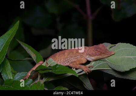 Eine Blattachse (Ceratophora tennentii) im Regenwald bei Nacht im Knuckles Forest Reserve, Sri Lanka. Stockfoto