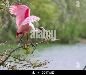 Der Rosenlöffel auf dem Ast mit ausgebreiteten Flügeln bei Oak Smith Rookery, Texas Stockfoto