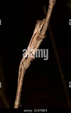 Eine Blattachse (Ceratophora tennentii) im Regenwald bei Nacht im Knuckles Forest Reserve, Sri Lanka. Stockfoto