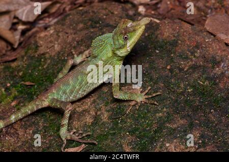 Eine Blattachse (Ceratophora tennentii) im Regenwald bei Nacht im Knuckles Forest Reserve, Sri Lanka. Stockfoto