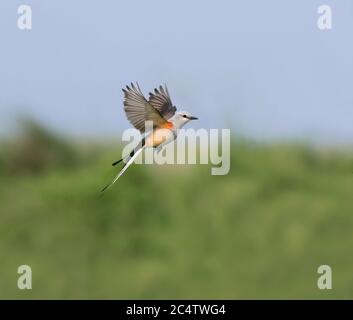 Der Scherenschwanzflycatcher (Tyrannus forficatus) im Flug, Texas Stockfoto