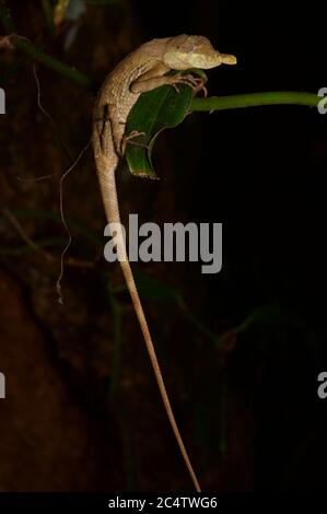 Eine Blattachse (Ceratophora tennentii) im Regenwald bei Nacht im Knuckles Forest Reserve, Sri Lanka. Stockfoto