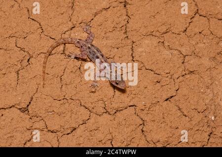 Ein Gecko mit Punktmuster (Cnemaspis punctata) auf einer Gipswand im Knuckles Forest Reserve, Sri Lanka Stockfoto