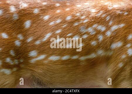 Echte Textur schöne Haut von getupftem Damwild. Natur Tierkörper und Pelzmuster Stockfoto