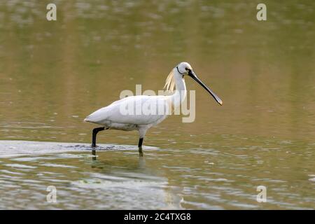 Eurasischer Löffler auf Teich. Wasservogel im Naturlebensraum. Wildtierszene Stockfoto