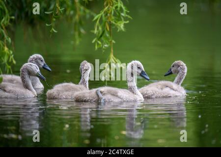 Fünf Cygnets am Sommertag in ruhigem Wasser. Vogel im Naturlebensraum. Wildtierszene Stockfoto