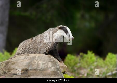 Dachs auf Stein im Wald, Tier in Natur Lebensraum. Wildes Tier im Wald. Säugetier in der Umwelt Stockfoto
