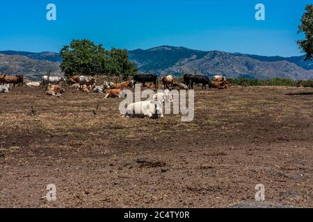 Die Herde der Kühe grast auf den Hügeln mit Gras in der Sonne getrocknet. Malerische Hügellandschaft an den Hängen des Ätna. Reisen und nachhaltige Kultivierung Stockfoto