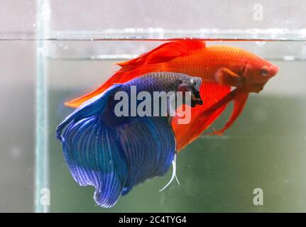 Betta Blau und Rot Veiltail VT Männlich oder Plakat Fighting Fish splendens auf schwarzem Hintergrund. Stockfoto