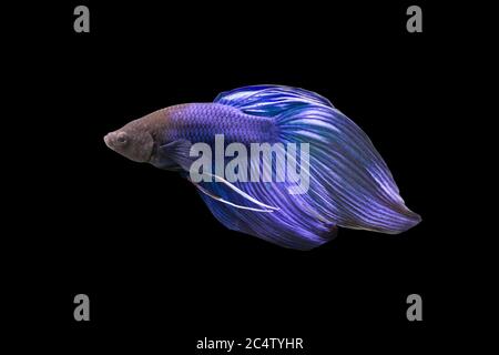 Betta Blue Veiltail VT Männlich oder Plakat Fighting Fish splendens auf schwarzem Hintergrund. Stockfoto