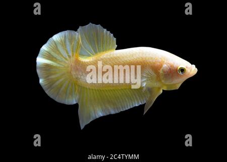 Betta Super Gold HMPK Halfmoon Plakat Male oder Plakat Fighting Fish splendens auf schwarzem Hintergrund. Stockfoto