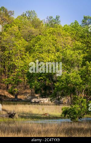 Wild männliche Tiger in der ruhigen Landschaft des bandhavgarh Nationalpark oder Tiger Reserve madhya pradesh indien - panthera tigris Stockfoto