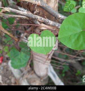 Erdälteste (Aegopodium podagraria), Blätter von oben gesehen Stockfoto