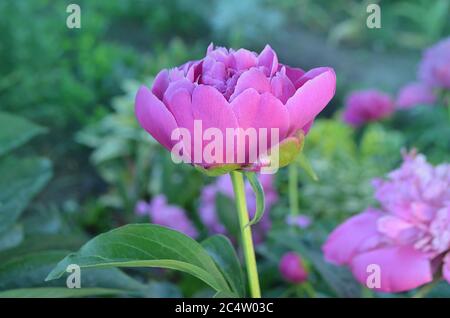Pfingstrosen Feld im Frühjahr. Rosa Pfingstrosen Blumen. Ein paar pinke Pfingstrosen. Rosafarbene Blütenpionie. Stockfoto