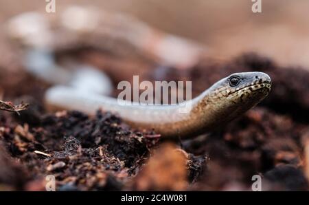 Schneverdingen, Deutschland. Mai 2020. Ein Augenwurm im Pietzmoor am südlichen Rand der Lüneburger Heide. Der Schneckenwurm (Anguis fragilis) ist eine Art von Eidechse, auch bekannt als Western Slowworm. In Mitteleuropa ist es eines der häufigsten Reptilien. Quelle: Jens Kalaene/dpa-Zentralbild/ZB/dpa/Alamy Live News Stockfoto