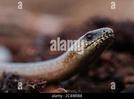 Schneverdingen, Deutschland. Mai 2020. Ein Augenwurm im Pietzmoor am südlichen Rand der Lüneburger Heide. Der Schneckenwurm (Anguis fragilis) ist eine Art von Eidechse, auch bekannt als Western Slowworm. In Mitteleuropa ist es eines der häufigsten Reptilien. Quelle: Jens Kalaene/dpa-Zentralbild/ZB/dpa/Alamy Live News Stockfoto