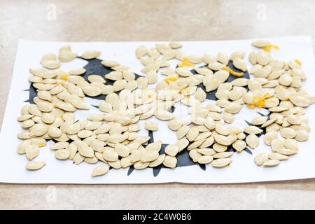 Kürbiskerne zum Trocknen auf dem Blatt verteilen. Samen für die Pflanzung ernten Stockfoto