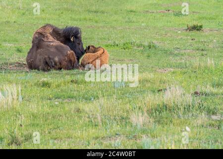 Eine Mutter legt ein Bison, das sich auf einer Weide in Saskatchewan, Kanada, kuschelt und ihr Kalb legt Stockfoto