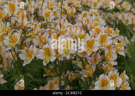 Sommer blühende Weiße Maiglöckchen der Inkas oder Peruanische Maiglöckchen mit gelben und braunen Markierungen (Alstroemeria 'Apollo'), die in einem Landhausgarten i wachsen Stockfoto