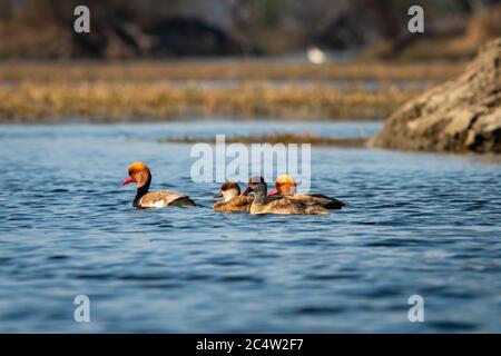 Rote Haube pochard Familie oder Herde schwimmend in blauem Wasser der keoladeo Landschaft. Wildlife Landschaft Rahmen am keoladeo Nationalpark oder bharatpur Vogel s Stockfoto